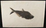 Diplomystus Fossil Fish - Wall Mountable (Free US Shipping) #17990-1